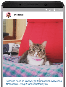 Screenshot of a cat picture on instagram 